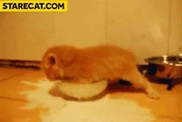 silly GIF