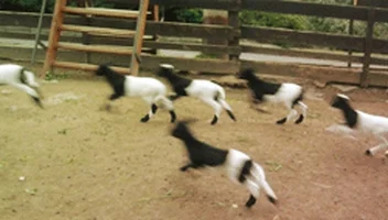  goat gif little goats goat running crazy goats GIF