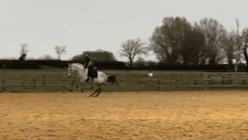 Horse Fml GIF by That Tog Spot