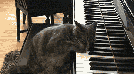 cat piano GIF