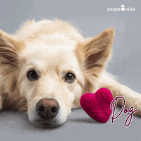 I Love You Photography GIF by puppytales