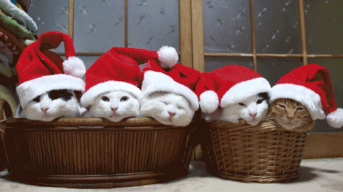 Cat Christmas GIF