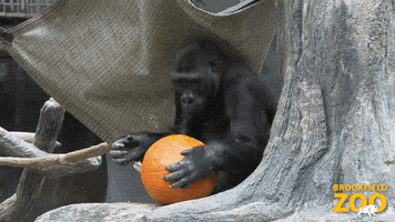 Snack Pumpkin GIF by Brookfield Zoo