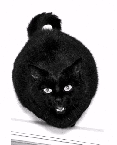 Hungry Cat GIF by sollunatic