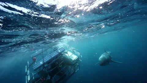 Hungry Lunch GIF by Shark Week