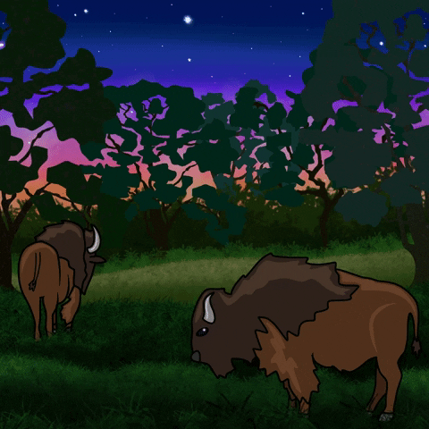 mackelangelo animation stars night buffalo GIF