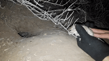 Rodent GIF