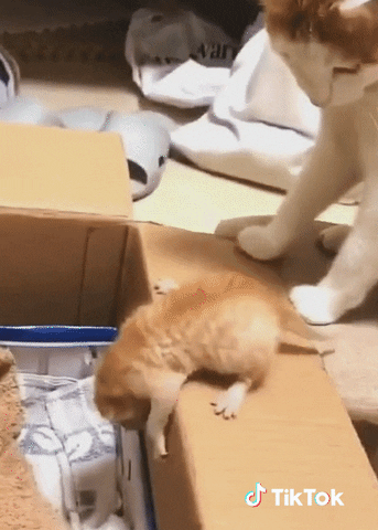 Animaux GIFs - Get the best GIF on GIPHY
