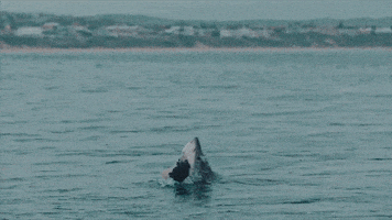 Discovery GIF by Shark Week