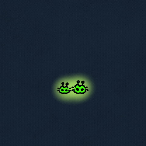 Cat Kitty GIF