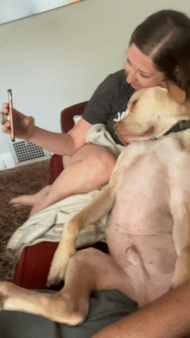 Dogs GIF