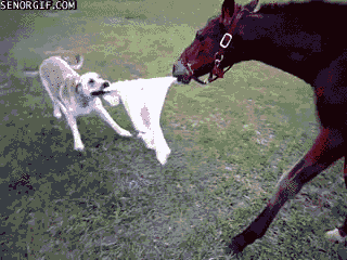 dog wtf GIF