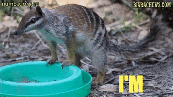 Biara Chews GIF