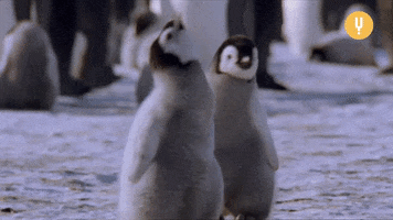 Baby Penguin Happy Dance GIF by CuriosityStream