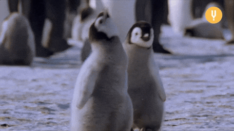 Baby Penguin Happy Dance Gif By Curiositystream Find Share On Giphy