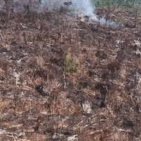brazil wildfire deforestation forest fire amazon rainforest GIF