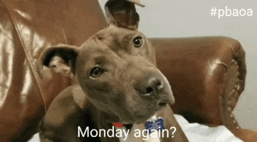 Pit Bull Monday GIF by Pit Bull Advocates of America
