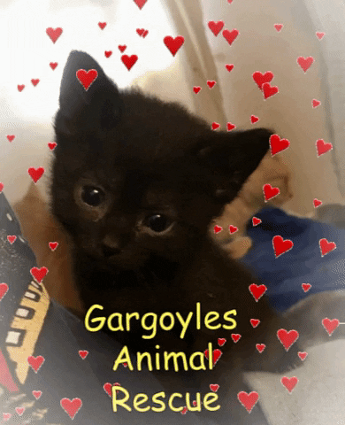 Love GIF