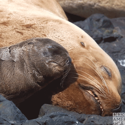 Tired Sea Lion GIF by BBC America