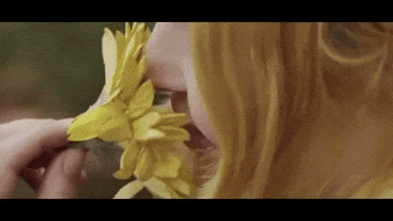 Charity Sunflower GIF by The Head And The Heart