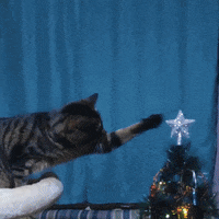 funny christmas gif cat
