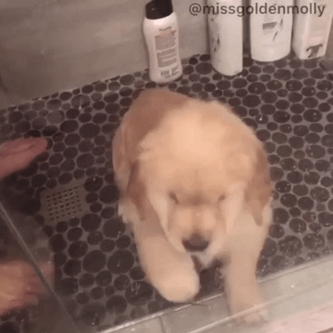 Golden Retrievers Help GIF
