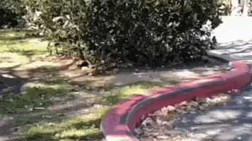 Red Curb Gifs Get The Best Gif On Giphy