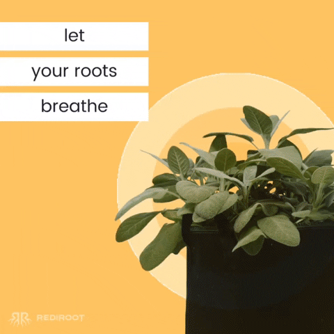 RediRoot GIF