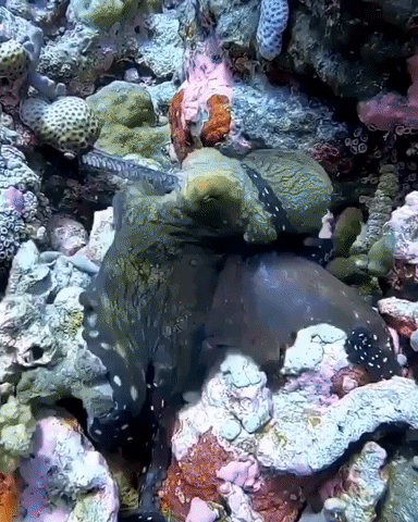 Get Off Me GIF by OctoNation® The Largest Octopus Fan Club! - Find & Share on GIPHY