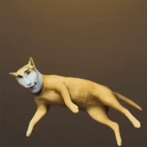 Cat GIF