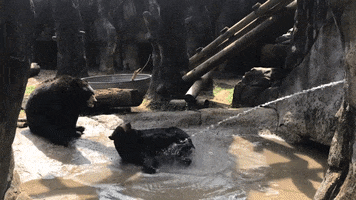 Black Bear Drink GIF by Zoo Knoxville