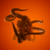 abstract-worm-organism-RkcWdREgBlvPaXvaHn
