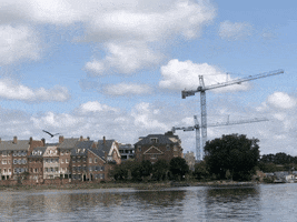 Brownpellican Jonespointpark Oldtownalexandria Potomacriver Mortezart GIF