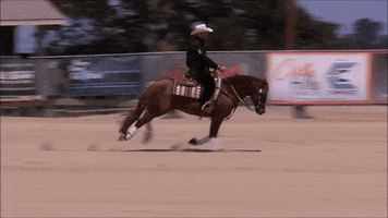 Reining The Rock GIF by Silver Spurs Equine