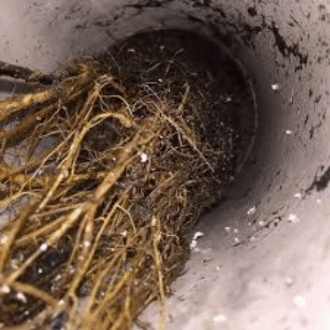 Plumber Blocked Drain GIF by Gifs Lab