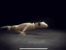 Geckos Japanese Commercials Are Good But Weird As Hell GIF