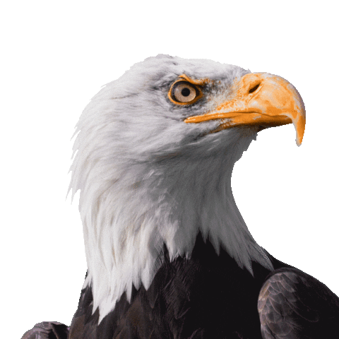 Eagle-sticker GIFs - Get the best GIF on GIPHY