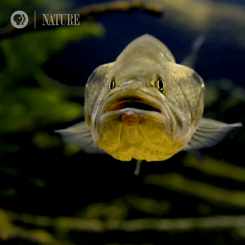 Pbs Nature Study GIF by Nature on PBS