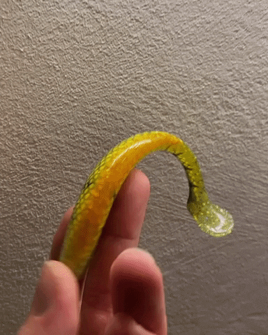 Naturalperch GIF by MiosLures