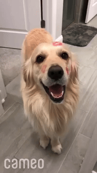 Cute-dog-with-pinup GIFs - Get the best GIF on GIPHY
