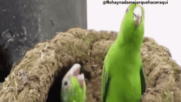 josueabrhid steven universe GIF