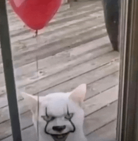 Happy Cat GIF