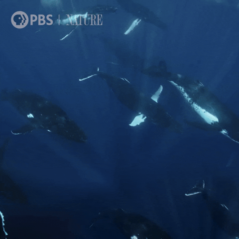 Ocean Swimming GIF by Nature on PBS