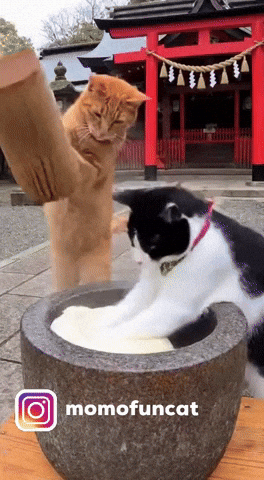 Black White Cat GIF