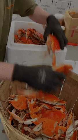 We Ship GIF by The Crab Place