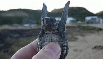 snapping-turtle