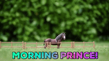 Good Morning GIF by Skint Dressage Daddy