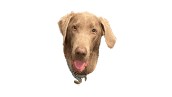 Auggie Sticker by Implant Pathway