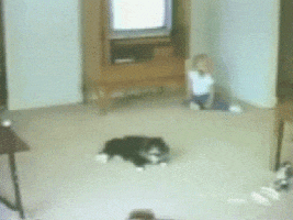editor  funny gif funny gifs funny pictures cat gif