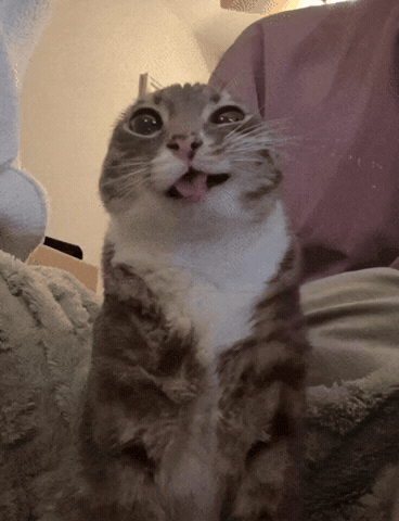 Gato Cute GIF